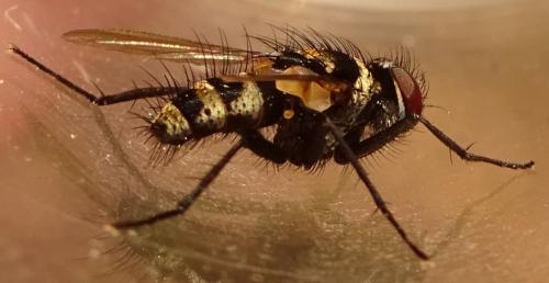 Trigonospila transvittata